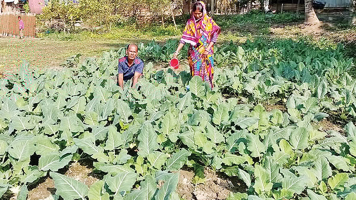 সবজিখেত পরিচর্যায় ব্যস্ত রাজ কুমার পাল। সম্প্রতি নড়াইল সদরের চরবিলা গ্রামে।  প্রথম আলো