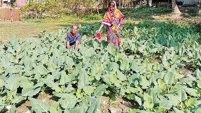 সবজিখেত পরিচর্যায় ব্যস্ত রাজ কুমার পাল। সম্প্রতি নড়াইল সদরের চরবিলা গ্রামে।  প্রথম আলো