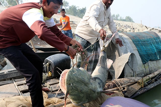 নৌকায় তোলা হচ্ছে বাগাড়।