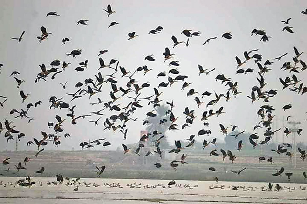 নওগাঁ সাপাহার উপজেলার জবই বিলে ভিড় করেছে হাজারো অতিথি পাখি। গত মঙ্গলবার দুপুরে তোলা।  ছবি: প্রথম আলো