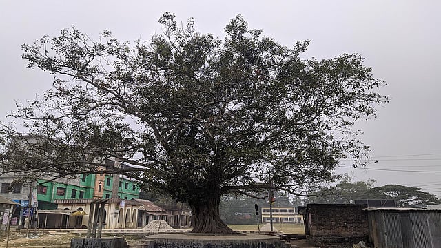 এ বটগাছের পাশেই প্রতিষ্ঠা করা হয়েছে বিদ্রোহী কবির নামে বিশ্ববিদ্যালয়, জাতীয় কবি কাজী নজরুল ইসলাম বিশ্ববিদ্যালয়। ছবি: মোস্তাফিজুর রহমান