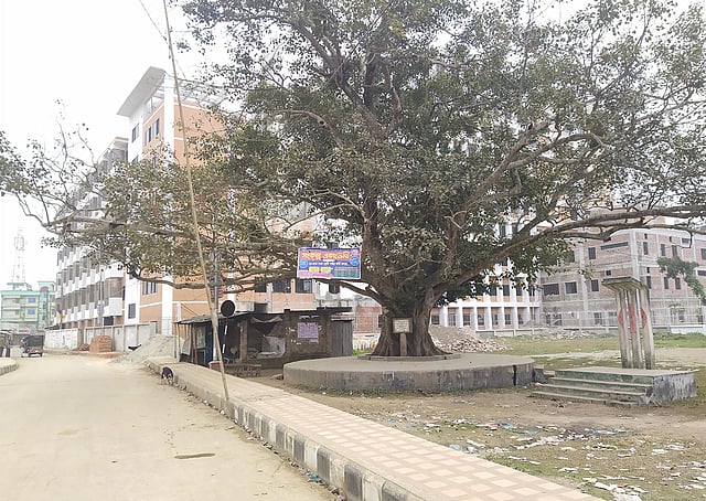 এই বটগাছে জাতীয় কবি কাজী নজরুল ইসলাম বাঁশি বাজাতেন। ছবি: মোস্তাফিজুর রহমান