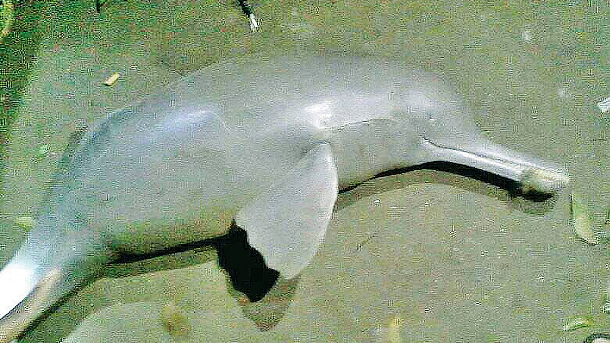 সুতিয়া নদীতে ধরা পড়া গাঙ্গেয় ডলফিন। গত বুধবার রাতে গাজীপুরের শ্রীপুর উপজেলার নান্দিয়া সাঙ্গু গ্রামে।  ছবি: প্রথম আলো