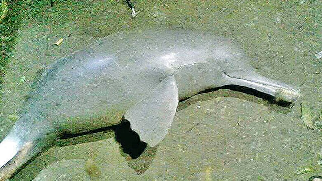 সুতিয়া নদীতে ধরা পড়া গাঙ্গেয় ডলফিন। গত বুধবার রাতে গাজীপুরের শ্রীপুর উপজেলার নান্দিয়া সাঙ্গু গ্রামে।  ছবি: প্রথম আলো