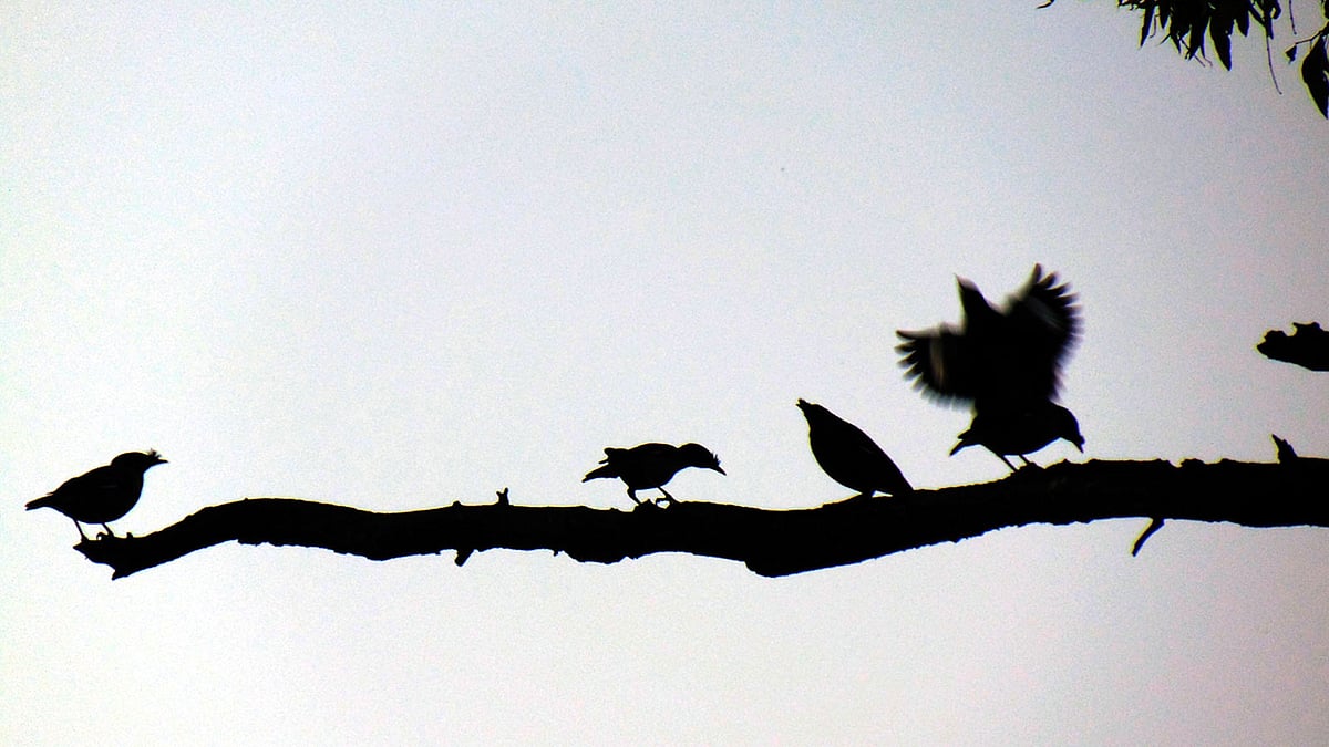 সন্ধ্যার আগে জলাশয়ের আশপাশের গাছে অবস্থান নিতে ছুটে আসে শত শত পাখি। গতকাল চট্টগ্রামের রাঙ্গুনিয়া উপজেলা কমপ্লেক্স ক্যাম্পাসে।  প্রথম আলো