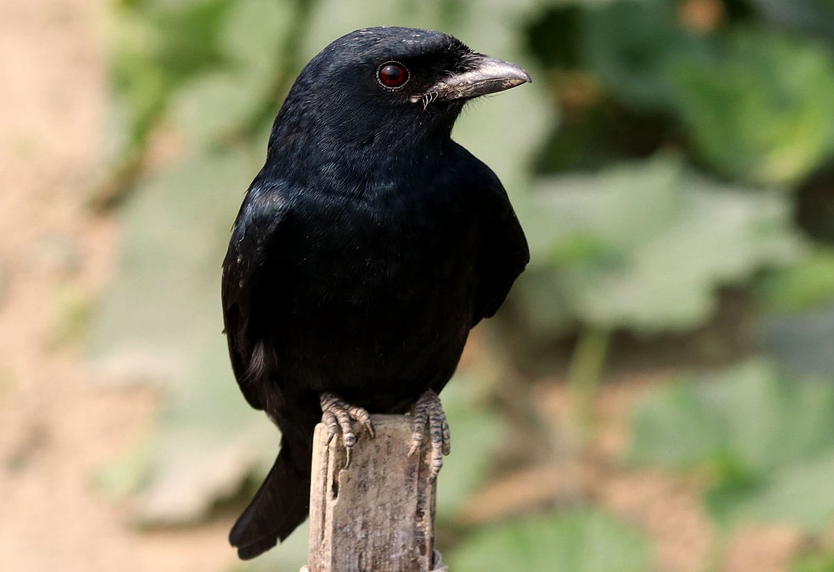 ফিঙের লেজ বেশ লম্বা।