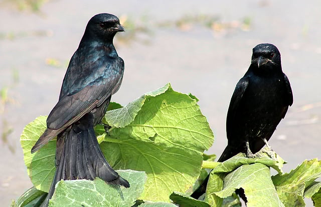 বসে আছে দুজনে