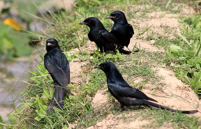 একদল ফিঙে