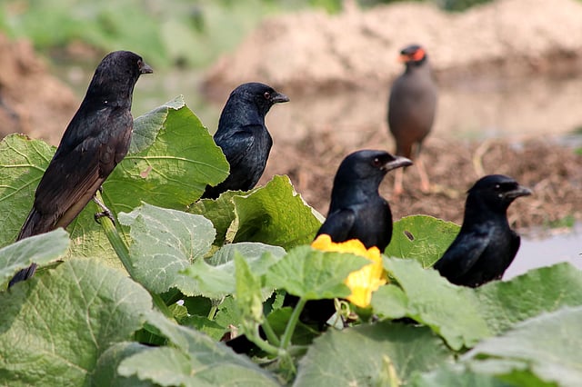 এবার দল বেঁধে