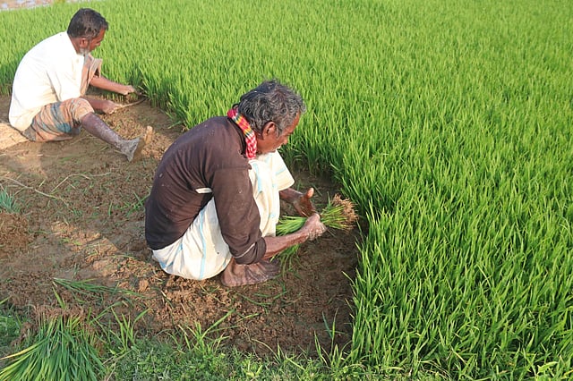 চারা নিয়ে কৃষকদের ব্যস্ততা