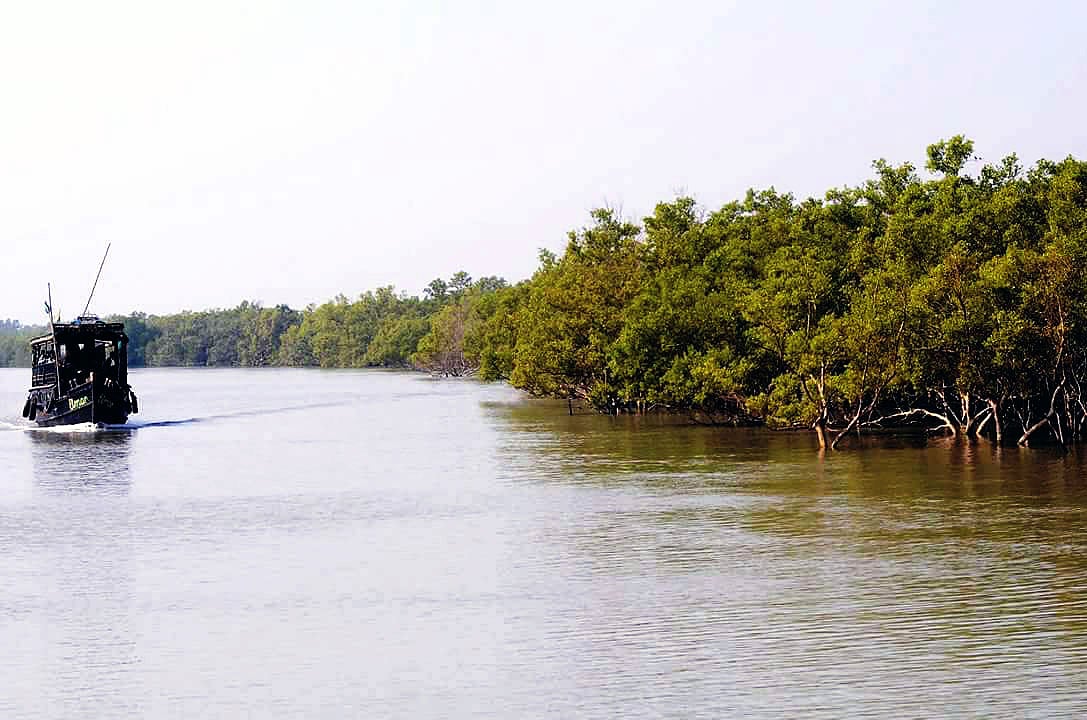 সুন্দরবন। ছবি: ভাস্কর মুখার্জি