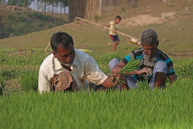 বীজতলা থেকে চারা তুলছেন দুই কৃষক