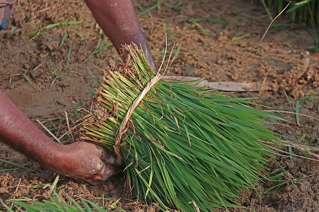 চারা তুলে আঁটি বেঁধে রাখা হচ্ছে
