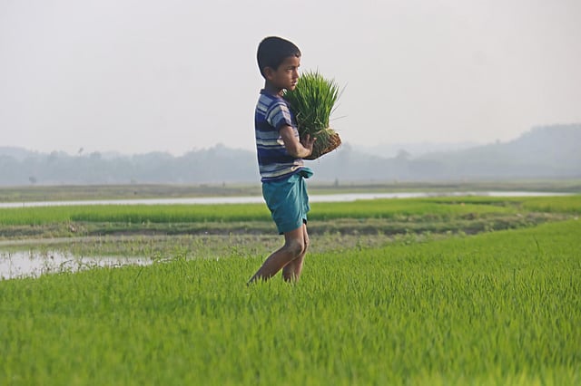 বীজতলা থেকে চারা নিয়ে যাচ্ছে শিশু