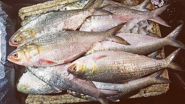 চাঁদপুর শহরের বড় স্টেশন মাছঘাটে বড় ইলিশের ছড়াছড়ি। তবে দাম কম। সেই তুলনায় ক্রেতা একেবারেই কম। গতকাল বিকেলে তোলা ছবি।  প্রথম আলো
