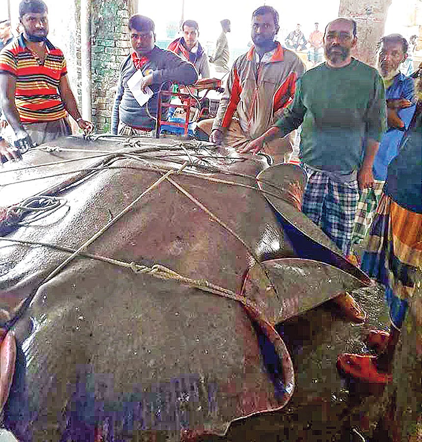 ৮ মণ ওজনের শাপলাপাতা মাছ। প্রথম আলো