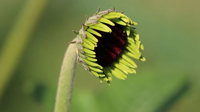 জার্বেরা ফুলের কলি