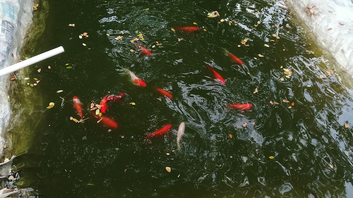 শিহাব উদ্দিনের মাছের খামার। ছবি: প্রথম আলো