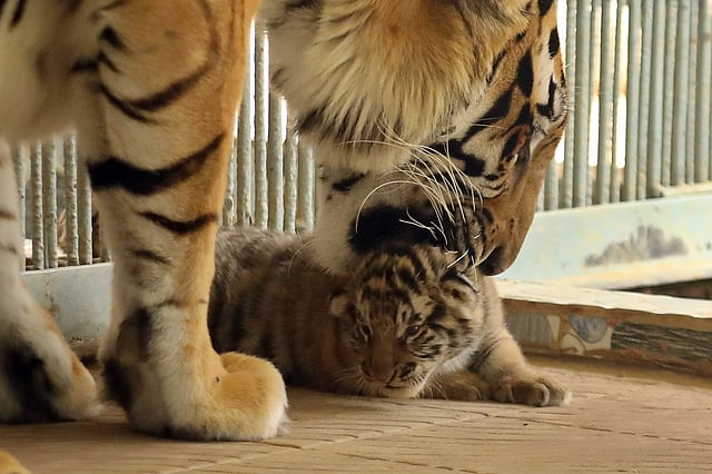 কাউকে কাছে যেতে দেখলে সে বাচ্চাটিকে মুখে নিয়ে নিচ্ছে।