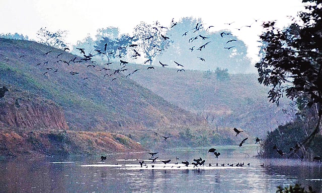 লেকে উড়ে বেড়াচ্ছে পরিযায়ী পাখি। সম্প্রতি কমলগঞ্জের পাত্রখোলা চা-বাগানে।  প্রথম আলো