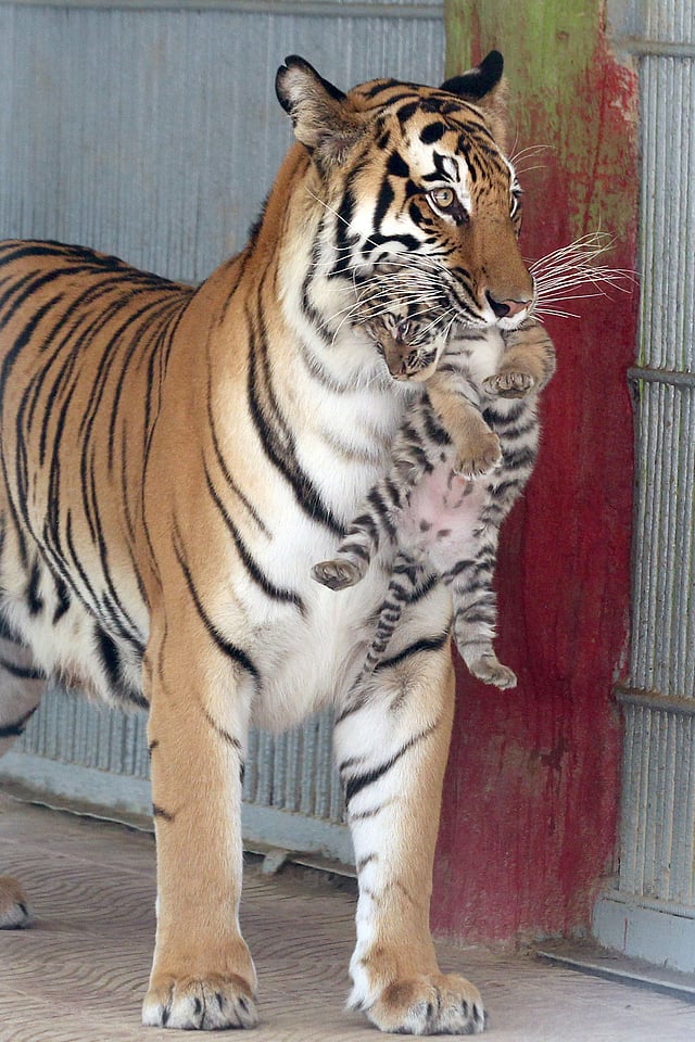 সাবধানতার জন্য খাঁচার ভেতরের আরেকটি ছোট খাঁচায় শাবককে ঢুকিয়ে দেয়।