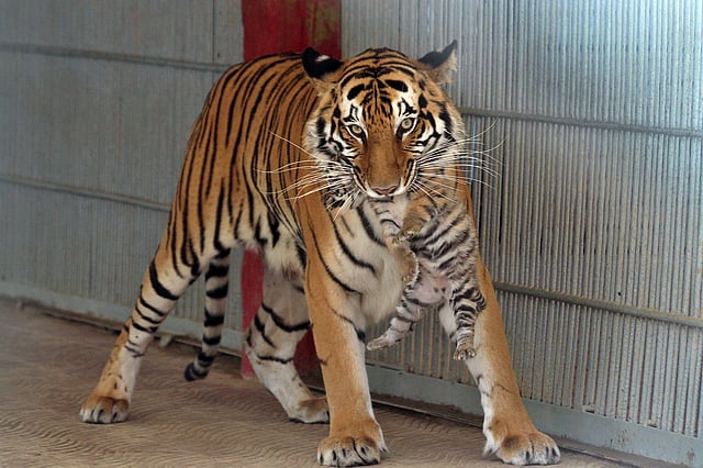 কেউ উঁকি দিলেই রুদ্রমূর্তি ধারণ করে মা বাঘ পরি।