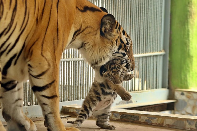 চিড়িয়াখানায় এখন বাঘের সংখ্যা পাঁচটি। নতুনটির এখনো নাম রাখা হয়নি।