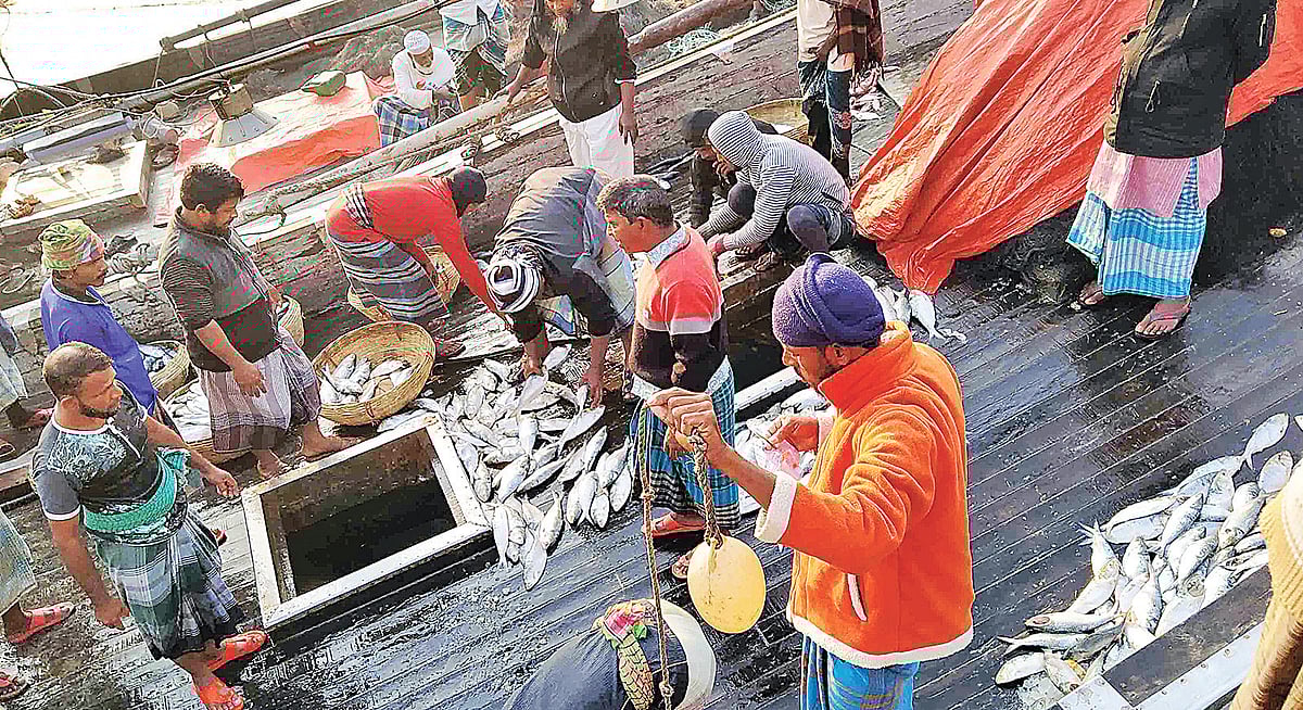 সাগরে এবার শীত মৌসুমেও মিলছে ইলিশ। গতকাল বাগেরহাটের কেবি মৎস্য আড়তে।  প্রথম আলো