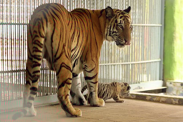মা বাঘ পরি একেবারেই মানুষ পছন্দ করছে না।