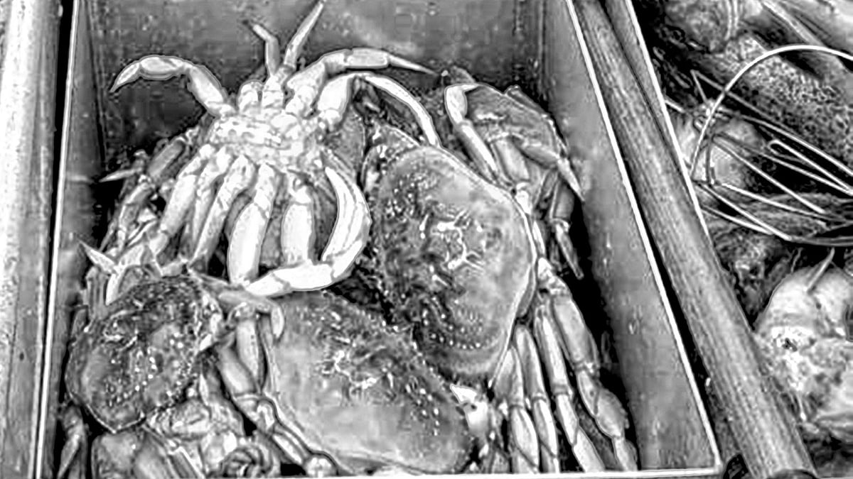 সাগরের অম্লতা বেড়ে যাওয়ায় ক্ষতিগ্রস্ত হচ্ছে সামুদ্রিক বাস্তুসংস্থান।  ছবি: সিএনএন