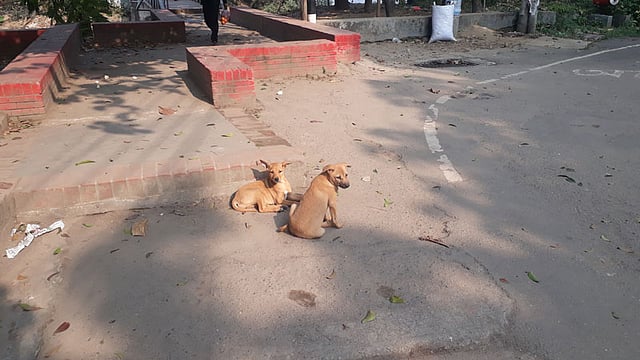 আহ্ কী আরাম! ছবি: সুমিতি অপারাজিতা