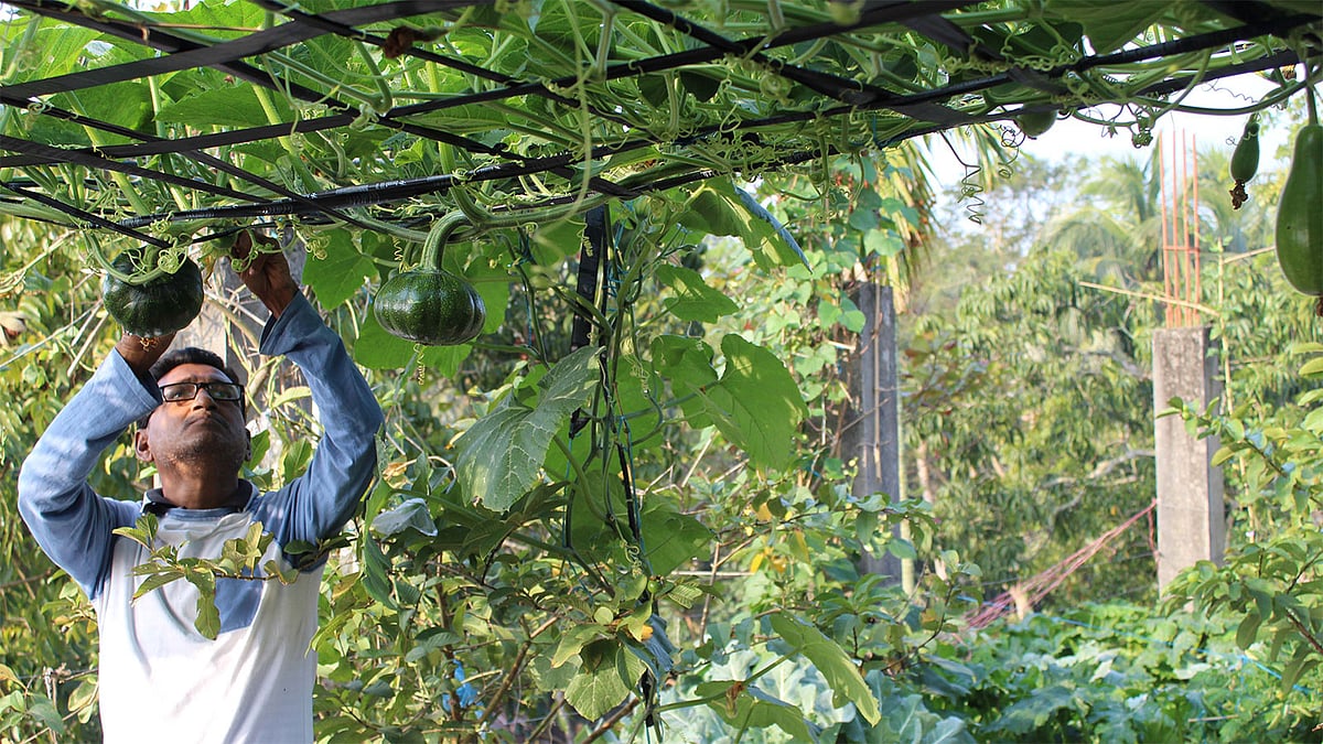 পিরোজপুর শহরের শিক্ষা অফিস সড়কের বাড়ির ছাদে গাছ পরিচর্যা করছেন মিজানুর রহমান। সম্প্রতি তোলা ছবি। প্রথম আলো