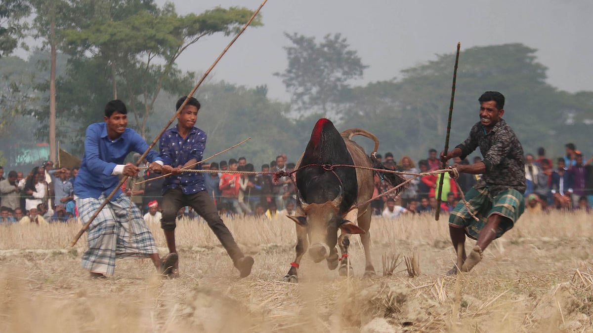 ষাঁড় নিয়ে আসা হচ্ছে লড়াইয়ে