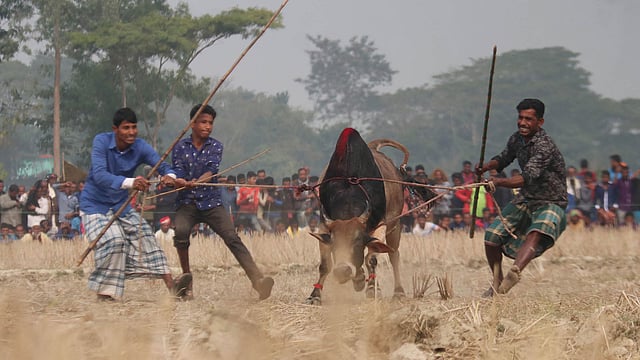 ষাঁড় নিয়ে আসা হচ্ছে লড়াইয়ে