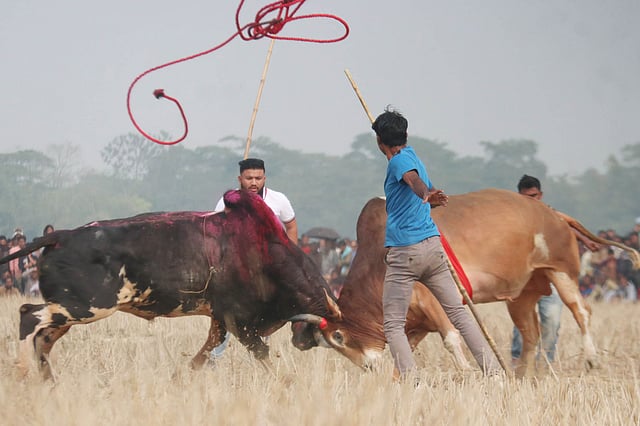 চলেছে দুই ষাঁড়ের লড়াই