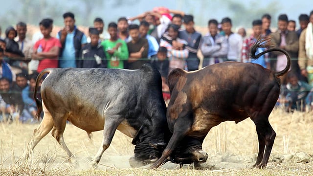 মাথায় মাথায় টক্কর