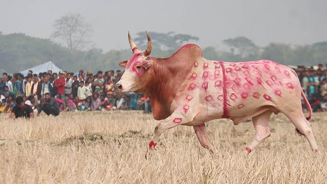 রং দিয়ে সাজানো হয়েছে ষাঁড়