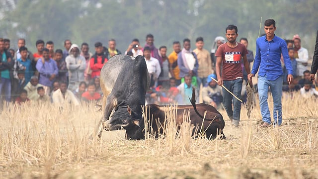 ধরাশায়ী এক ষাঁড়