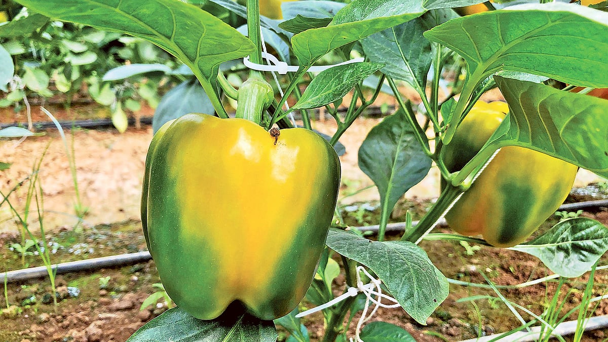 গাছে ঝুলছে ক্যাপসিকাম। গত শুক্রবার গাজীপুরের শ্রীপুর উপজেলার কেওয়া পূর্বখণ্ড গ্রামে। ছবি: প্রথম আলো