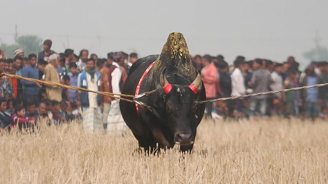 ষাঁড় তো নয় যেন ছোটখাটো পাহাড়