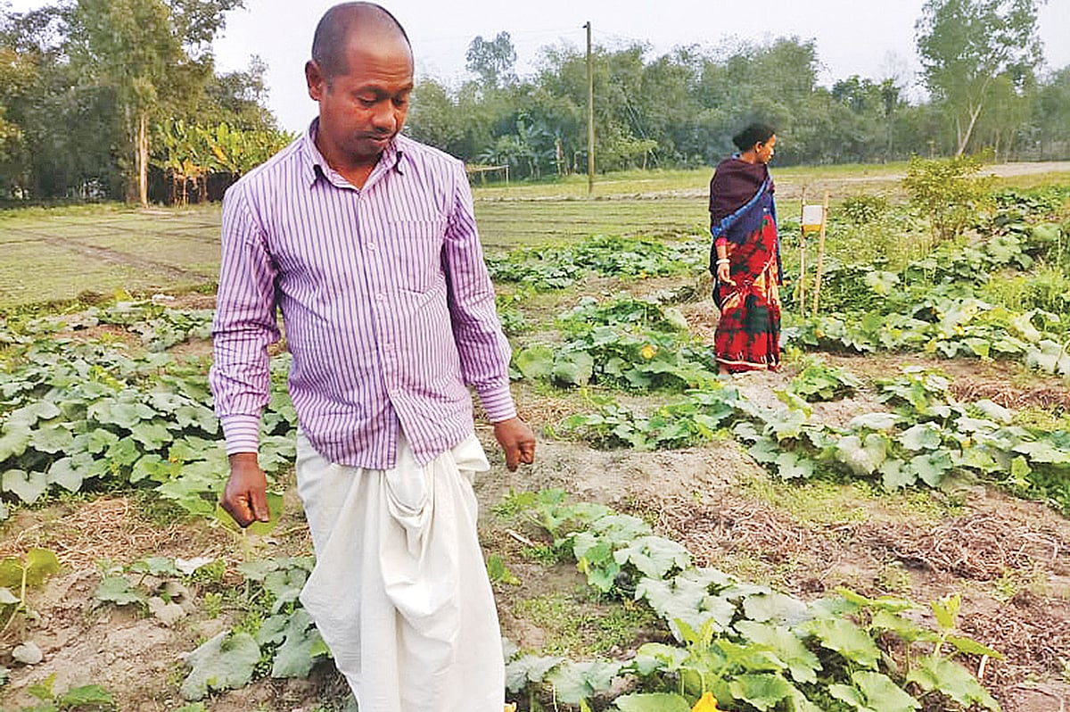 বিষমুক্ত টমেটোখেতে চাষি সুভাষ চন্দ্র রায়। গতকাল সৈয়দপুরে। ছবি: প্রথম আলো