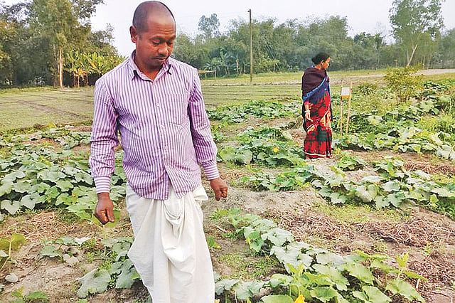 বিষমুক্ত টমেটোখেতে চাষি সুভাষ চন্দ্র রায়। গতকাল সৈয়দপুরে। ছবি: প্রথম আলো