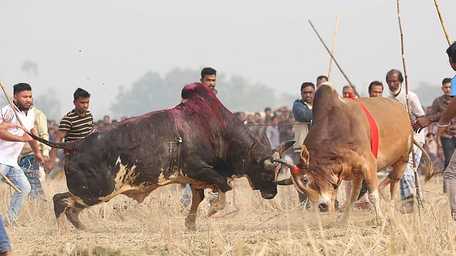 ধামড়া দুই ষাঁড়ের যুদ্ধ