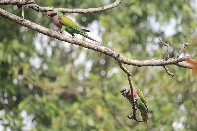 বাহারি দুই টিয়া পাখি