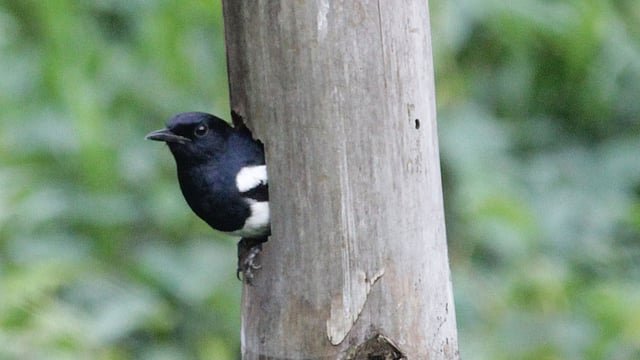 বাসায় বসে উঁকি দিচ্ছে দোয়েল