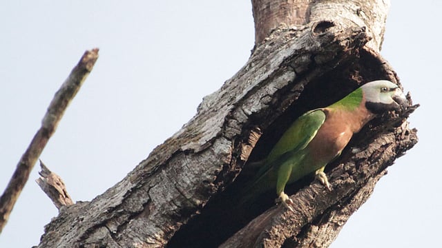 গাছের কোটরে রঙিন তোতার বাসা
