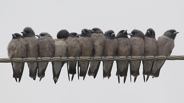 কনকনে শীতে বিদ্যুতের তারে ঘা ঘেঁষে বসে আছে ছোট পাখিরা