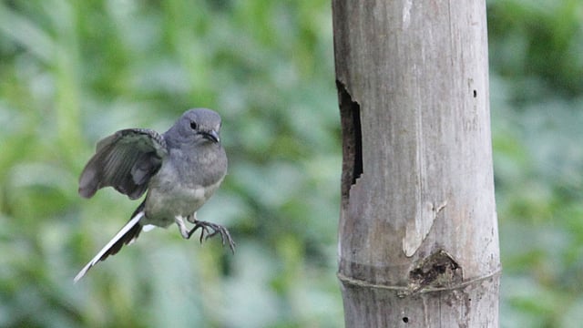 বাঁশের কোটরে বাসা বেঁধেছে দোয়েল। ফিরে আসছে নীড়ে