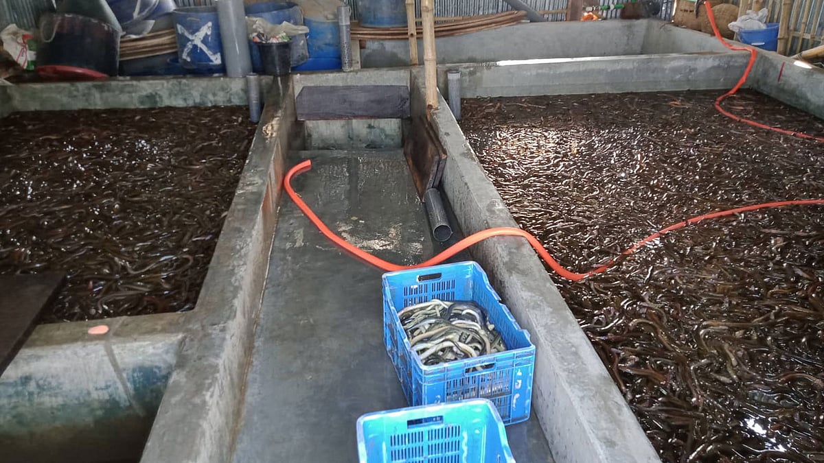 সাতক্ষীরার কালীগঞ্জের উজিরপুর বাজারে সংগ্রহ করে রাখা কুচিয়া। ছবি: সংগৃহীত