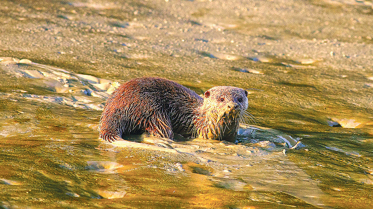 বিশ্বজুড়ে বিপন্ন প্রাণীর তালিকায় আছে উদবিড়াল। পৃথিবীর বিভিন্ন স্থানে এই প্রাণী বিপন্ন হয়ে পড়েছে। বাংলাদেশের সুন্দরবনে এরা টিকে আছে বেশ ভালোমতোই। সম্প্রতি পূর্ব সুন্দরবনের শরণখোলা রেঞ্জের সুপ্রতি এলাকায়। ছবি: আবদুল আজিজ